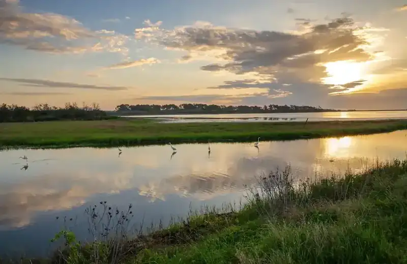 Egrets wading in a marsh channel at sunset, with clouds reflected in the water