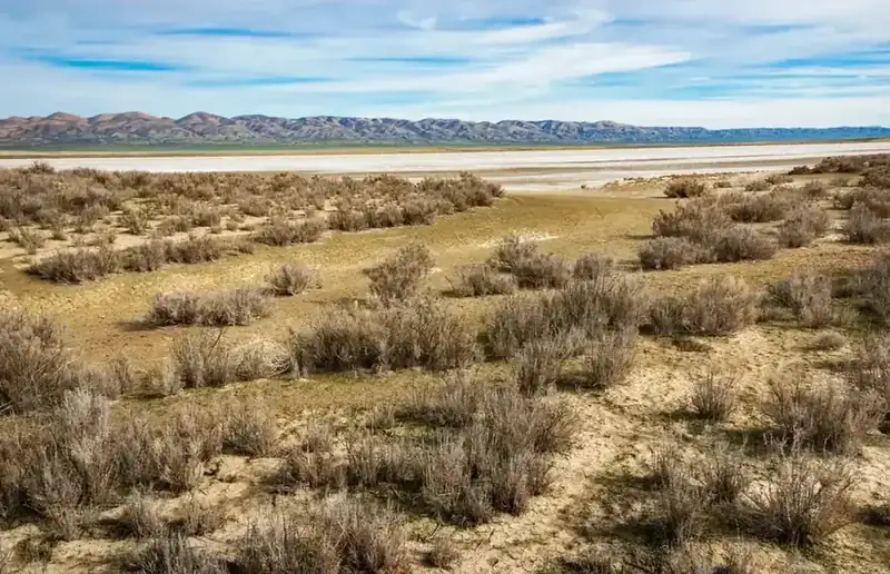 Saltbush and cracked ground at the edge of Soda Lake, with the Temblor Range behind