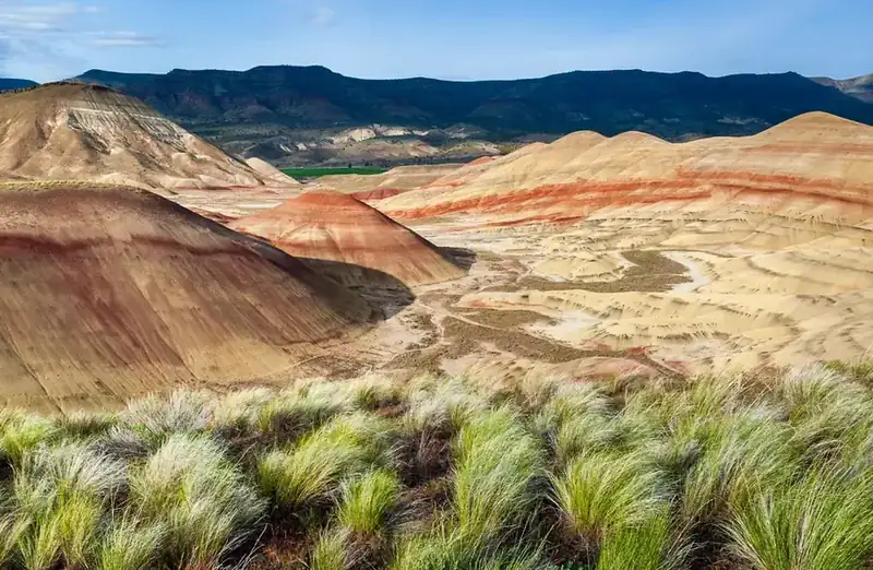 The striped mounds of the Painted Hills seen over a stand of bunchgrass