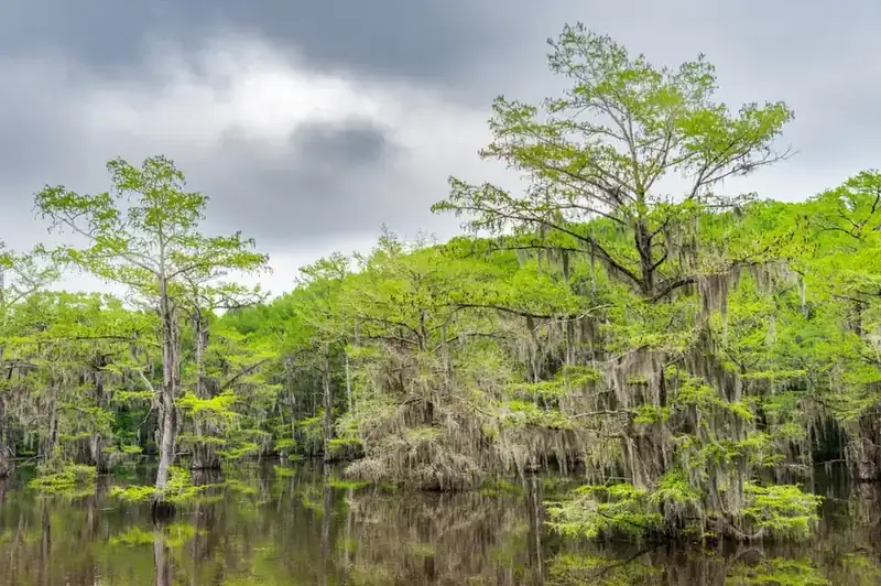 Cypress draped in Spanish moss across still water under a storm sky
