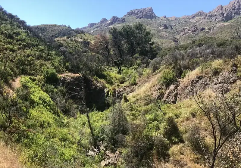 Chaparral covering a rocky canyon in the mountains above Los Angeles