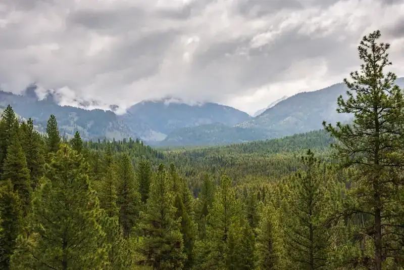 Ponderosa forest running up to cloud-covered peaks in the Sawtooth country