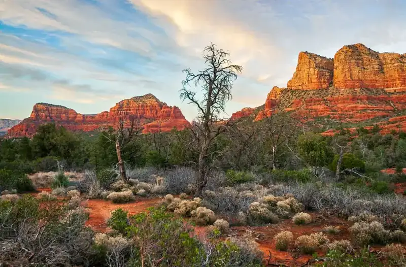 Sedona red rock at sunset, with a bare tree standing in the scrub